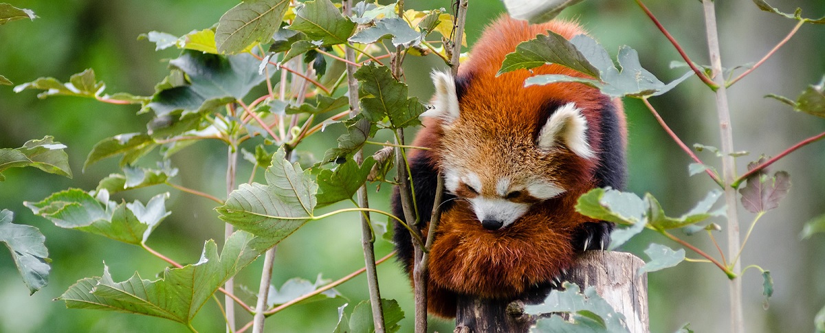 Lovely red panda